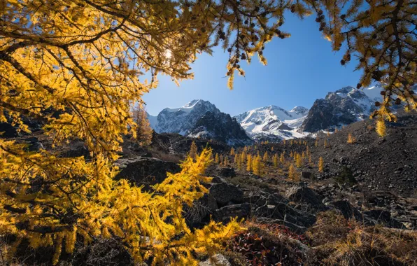 Картинка горы, ветки, Россия, Алтай, лиственница, Алтайские горы