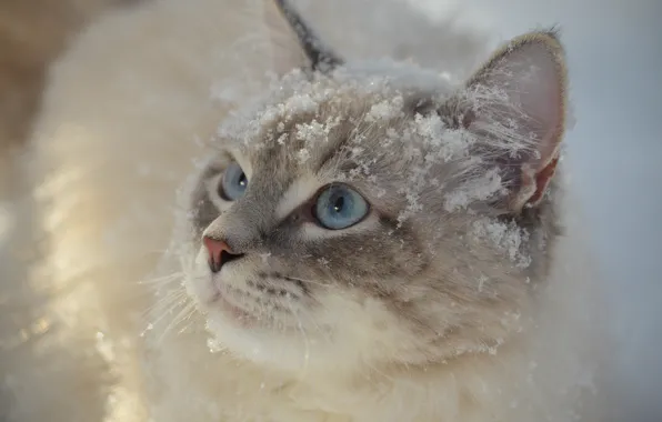 Картинка кошка, кот, взгляд, снег, мордочка, голубые глаза, котейка