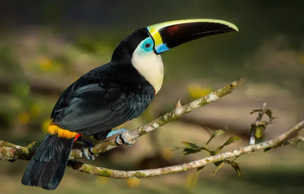 Ветки, темный фон, птица, черный, тукан