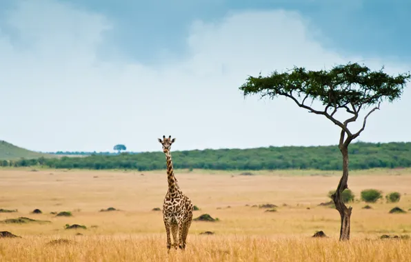 Картинка жираф, саванна, африка