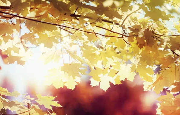 Осень, листья, солнце, лучи, желтые, клен