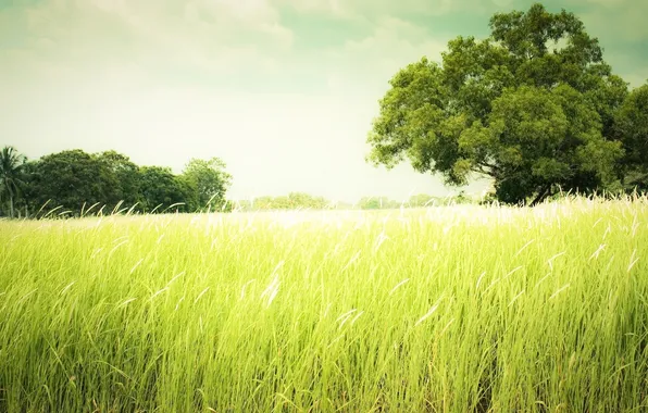 Зелень, поле, лето, трава, деревья, луг