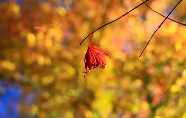 Красный, лист, фон, осень ветки