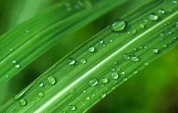 Water, drops, grass macro wallpapers