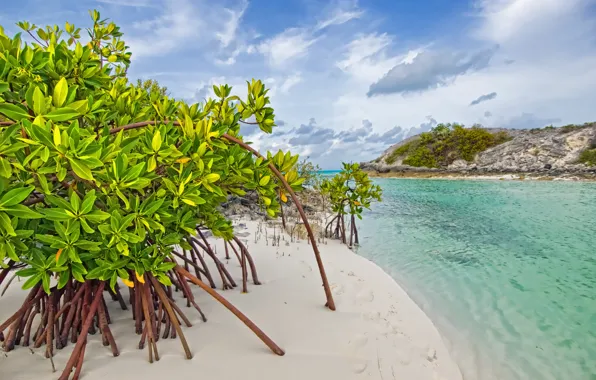 Картинка песок, море, вода, деревья, заросли, beach, mangrove, galloway