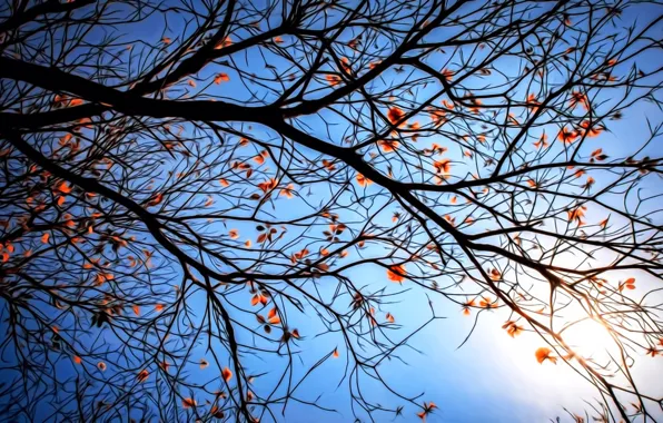 Рендеринг, ветви, голубой фон, последние листья, безоблачное небо, вечернее солнце, кружева осени, осенняя ветка