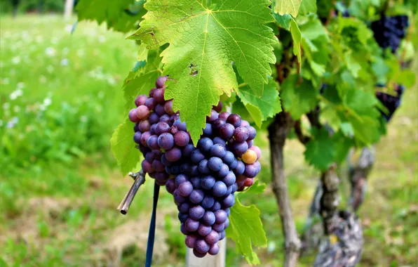 Картинка листва, виноград, виноградник, leaves, grapes, грозди, the vineyard
