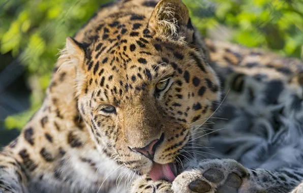 Язык, кошка, умывание, амурский леопард, ©Tambako The Jaguar