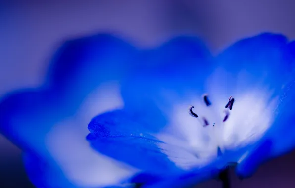 Картинка цветок, макро, синий, голубой
