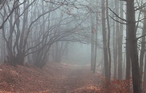 Картинка дорога, осень, лес, деревья, туман, листва