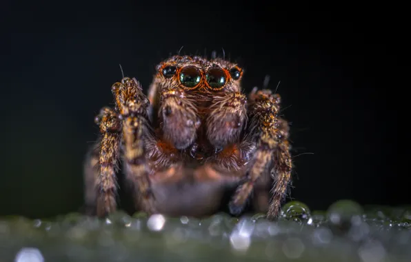 Макро, Паук, Глаза, Насекомое, Macro, Insect, Лапы, Close-Up