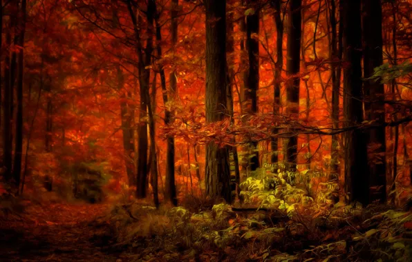 Осень, лес, деревья, digital painting