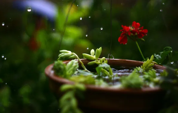 Картинка цветок, капли, макро, дождь, растение, кашпо