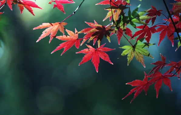 Осень, листья, макро, цвет, ветка, клен