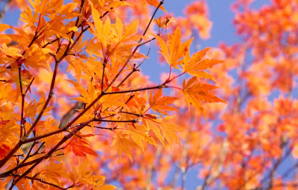 Картинка осень, небо, листья, ветки, краски