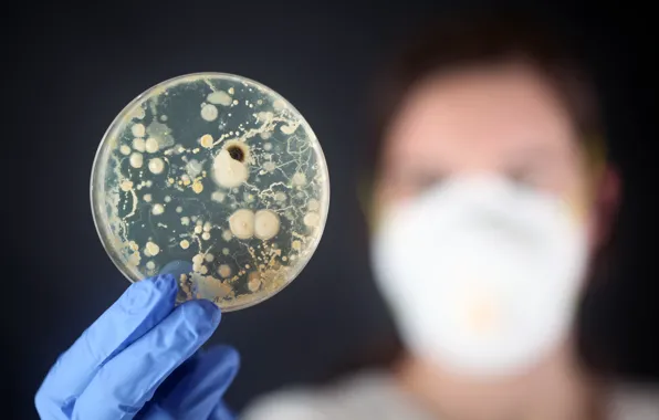 Laboratory, research, bacteria