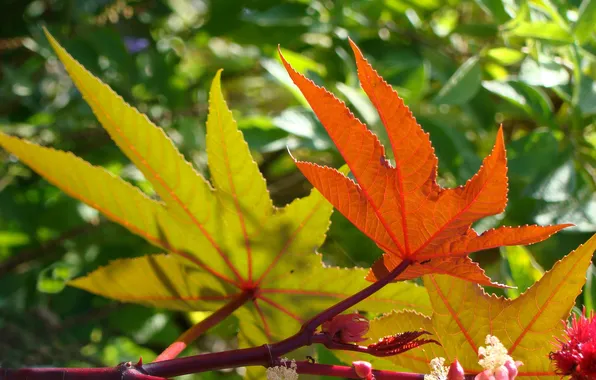 Картинка осень, листья, деревья, ветка