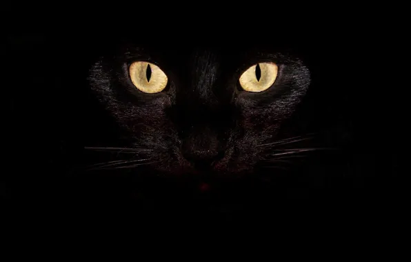 Black, cat, animal