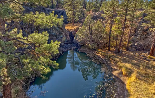 Природа, скалы, Аризона, сосны, USA, США, Arizona, Forest and pond in Sycamore Canyon