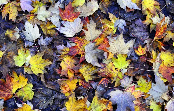 Картинка осень, земля, листва, желтые, Листья, текстуры, кленовые