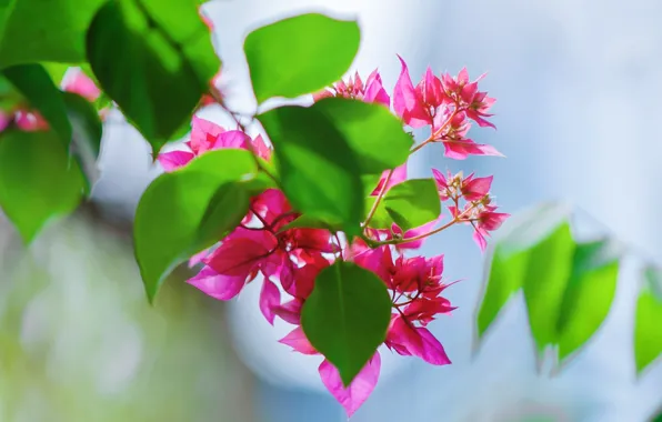 Лето, листья, фон, обои, Природа, wallpaper, картинка, nature