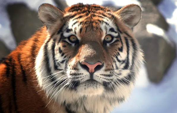 Картинка Тигр, Эмоции, Животные, Tiger, Грозный, Animal, Выражения