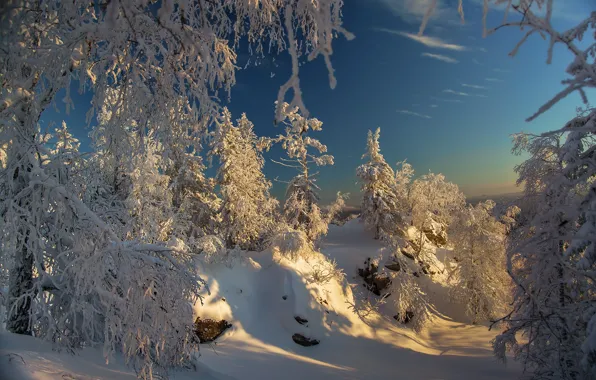 Картинка лес, небо, снег, Зимний лес