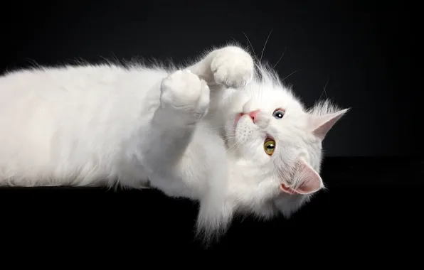 Кошка, белый, кот, взгляд, поза, мордочка, черный фон, мейн-кун