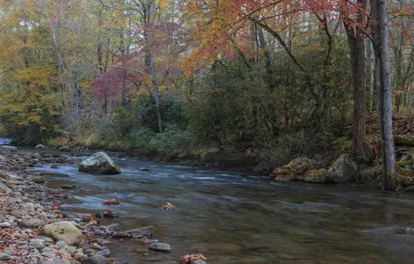 Картинка осень, лес, река, камни