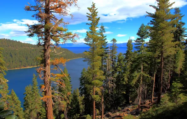 Лес, вода, озеро, California, lake Tahoe
