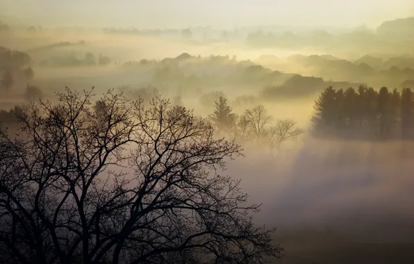 Картинка деревья, природа, туман, Утро, Канада, пар, Homer Watson Park