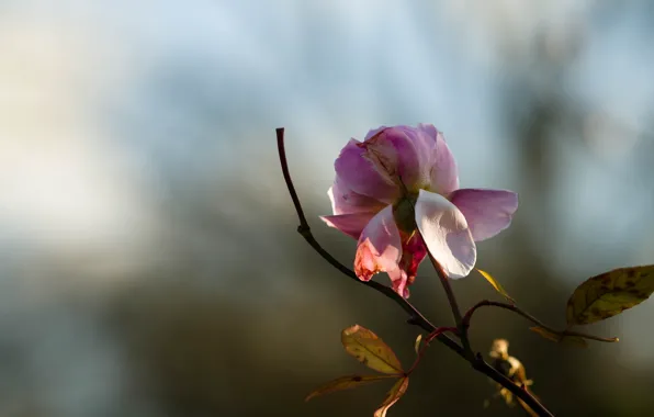 Листья, свет, цветы, фон, настроение, розы, лепестки, стебель