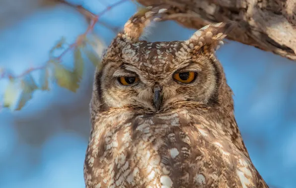Картинка взгляд, сова, птица, портрет