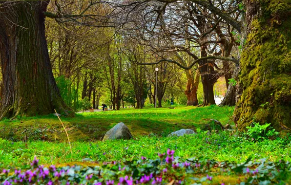 Природа, Весна, Парк, Nature, Park, Spring