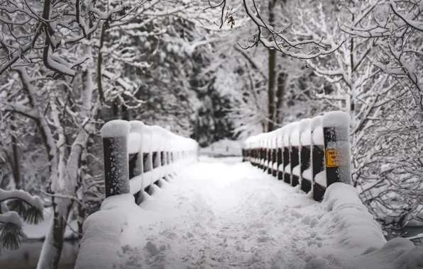 Nature, Winter, Snow, White, Trees