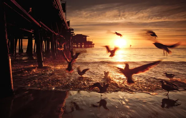 Закат, птицы, мост, United States, California, Santa Monica