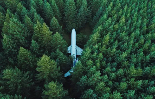 Картинка trees, airplane, top view