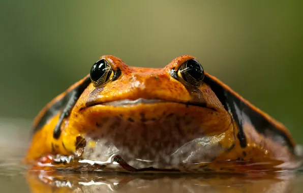 Картинка Animal, Frog, Amphibian
