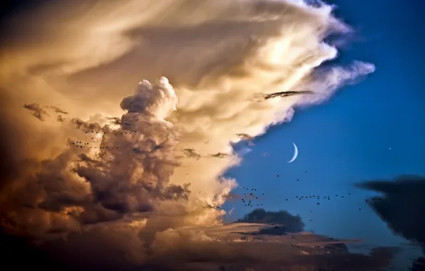 Картинка облака, птицы, Небо, месяц