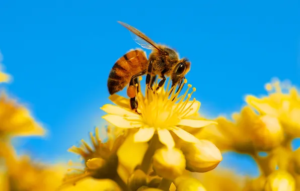 Картинка небо, цветы, пчела, насекомое