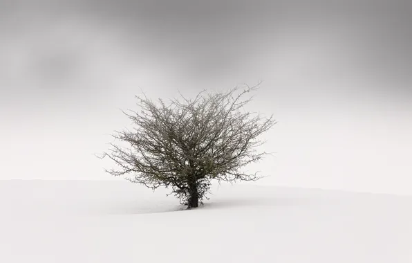 Картинка туман, фон, дерево