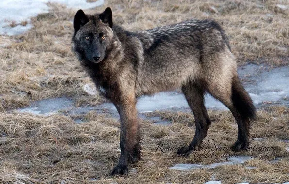 Картинка nature, snow, predator, face, animal, wolf, wildlife, portrait