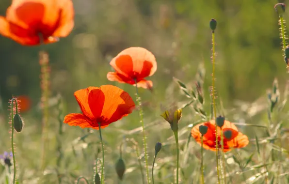 Red, poppy, meadow, blooming