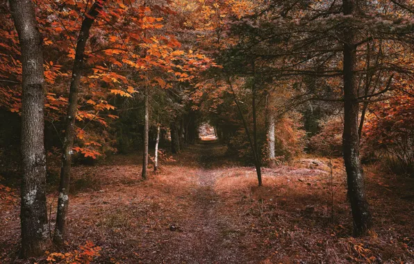 Картинка осень, лес, пейзаж, природа, проход, тоннель, тропинка