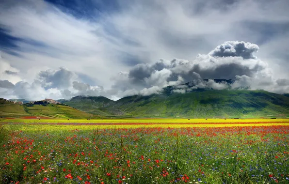 Картинка поле, облака, цветы, горы, природа, равнина, долина