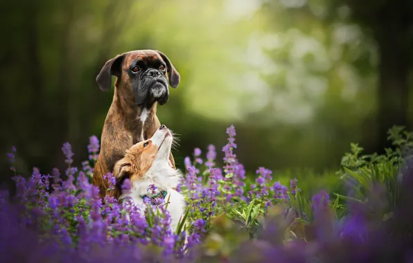 Картинка цветы, природа, две собаки, Tini and Sunny