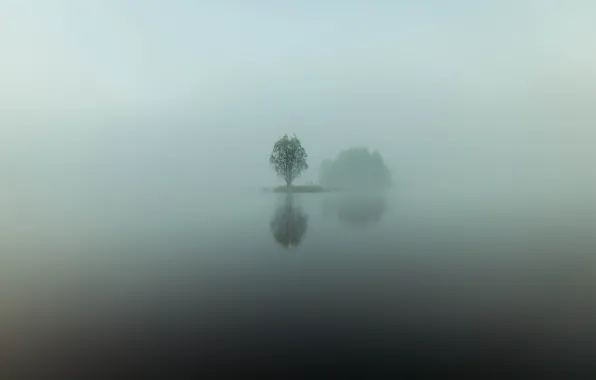 Вода, отражения, туман, озеро, дерево, остров, минимализм, утро