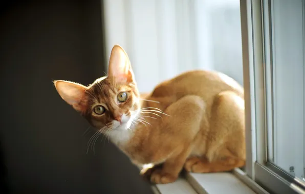 Картинка кошка, взгляд, окно