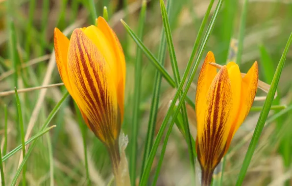Flower, yellow, crocus