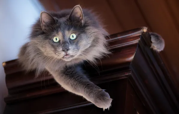 Глаза, кот, взгляд, шерсть